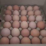 پخش تخم مرغ محلی تازه