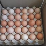 پخش تخم مرغ محلی تازه